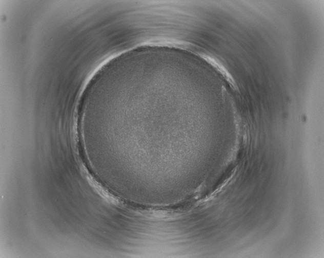 X0000087520976200705112002