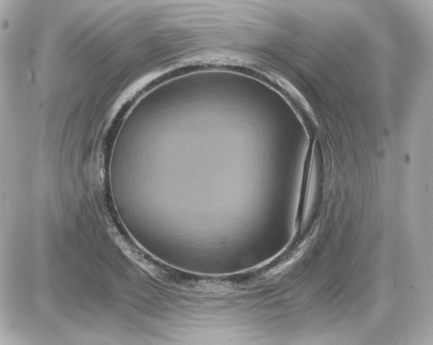 X0000087520981200705112002