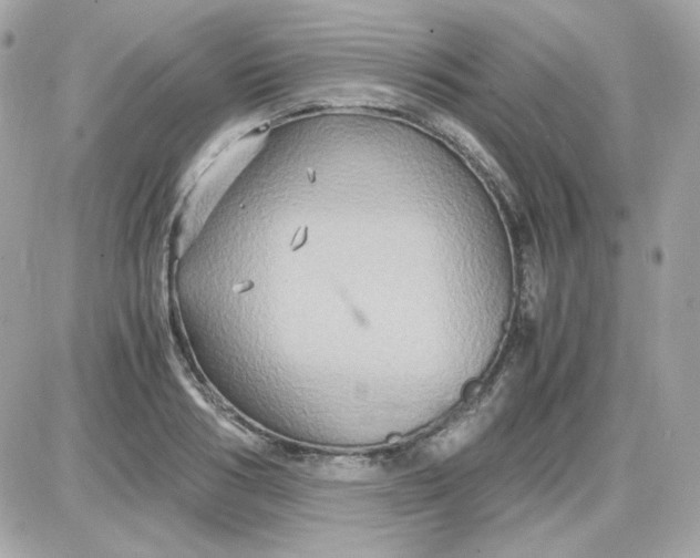 X0000087520986200705112002