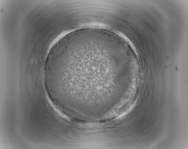 X0000087520989200705112002