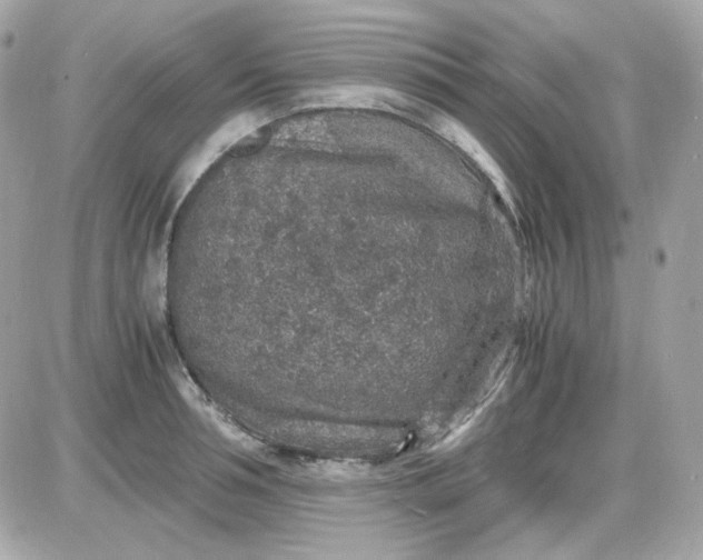 X0000087520994200705112002