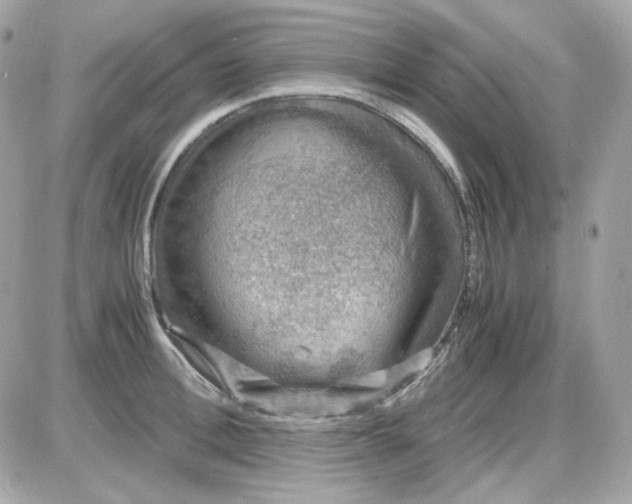 X0000087520996200705112002