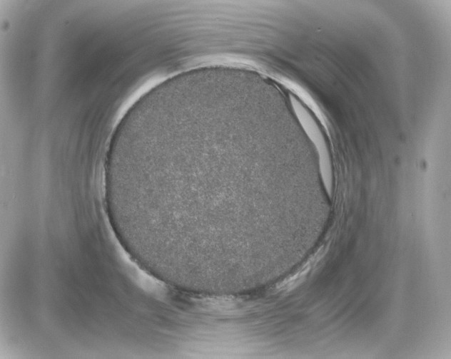 X0000087520999200705112002