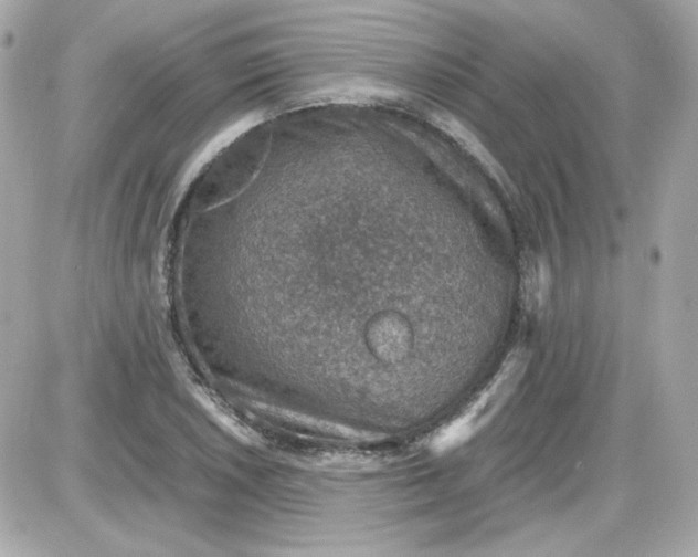 X0000087521026200705112001