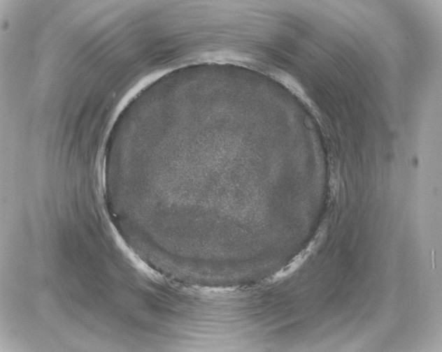 X0000087521032200705112001