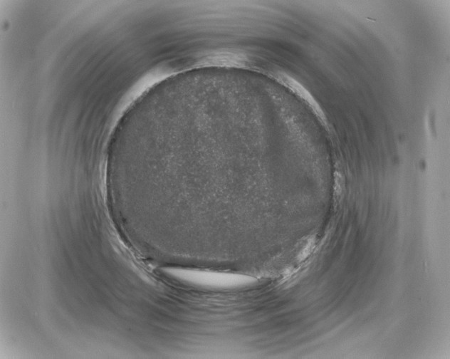 X0000087521035200705112001