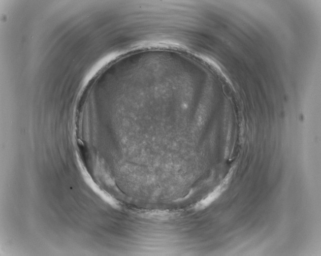 X0000087521038200705112001