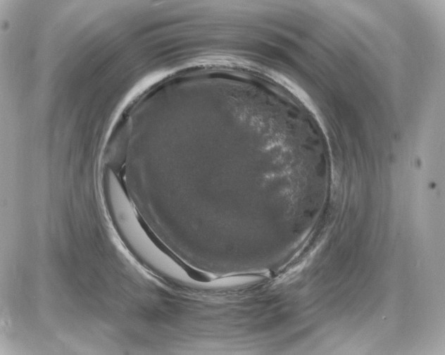 X0000087521045200705112001