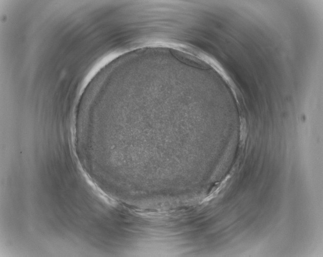 X0000087521048200705112001