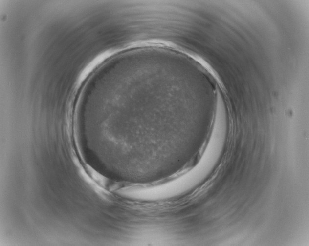 X0000087521054200705112001