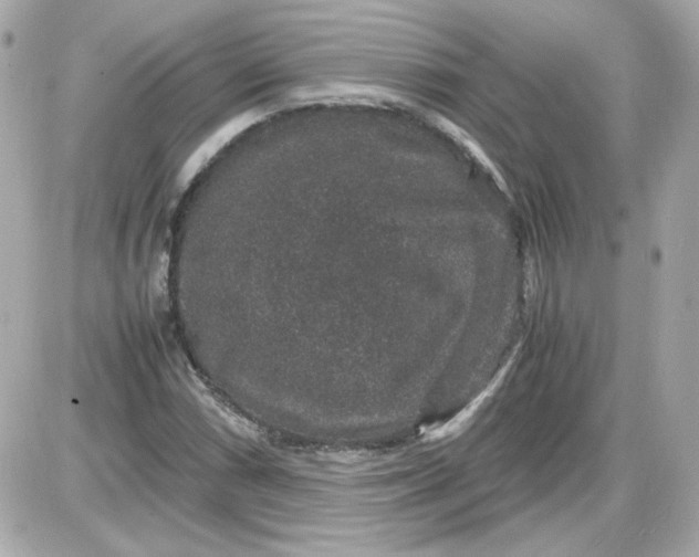 X0000087521066200705112000