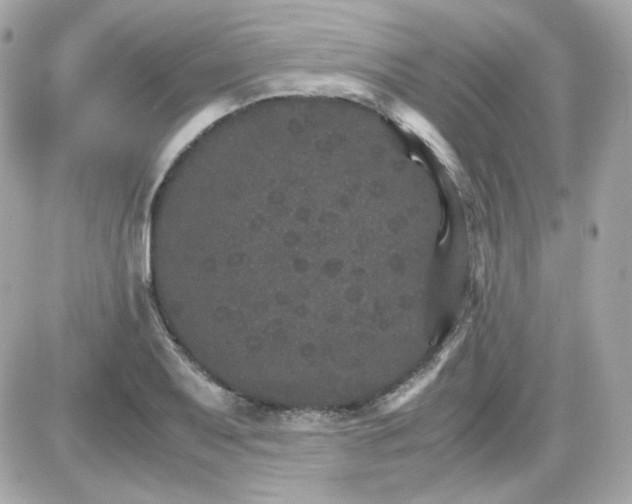 X0000087521079200705112000