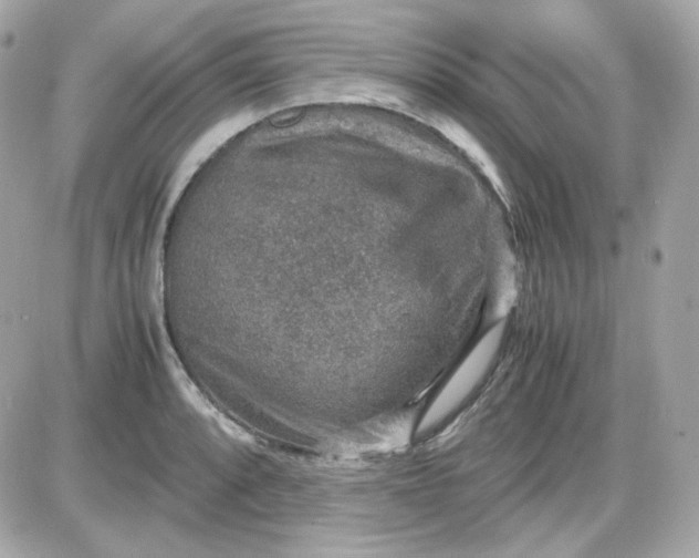 X0000087521088200705112000