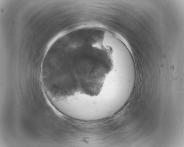 X0000087521103200705112000