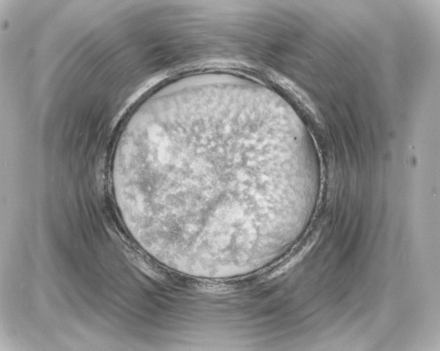 X0000087521170200705111959