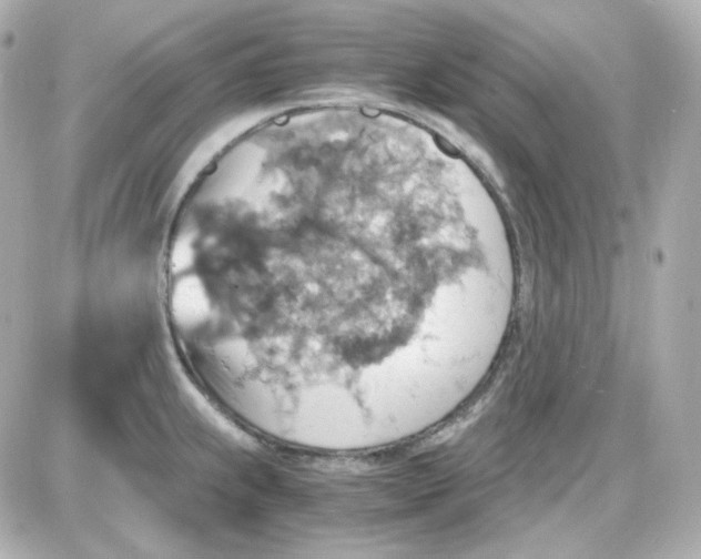 X0000087521239200705111958