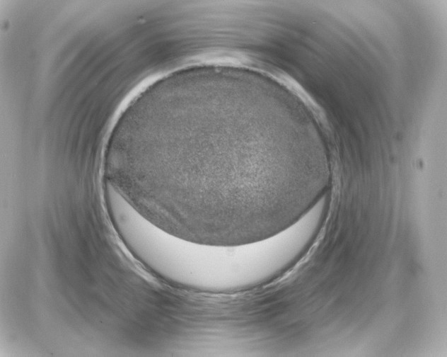 X0000087521240200705111958