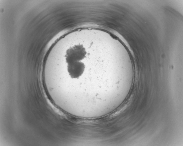 X0000087521245200705111958