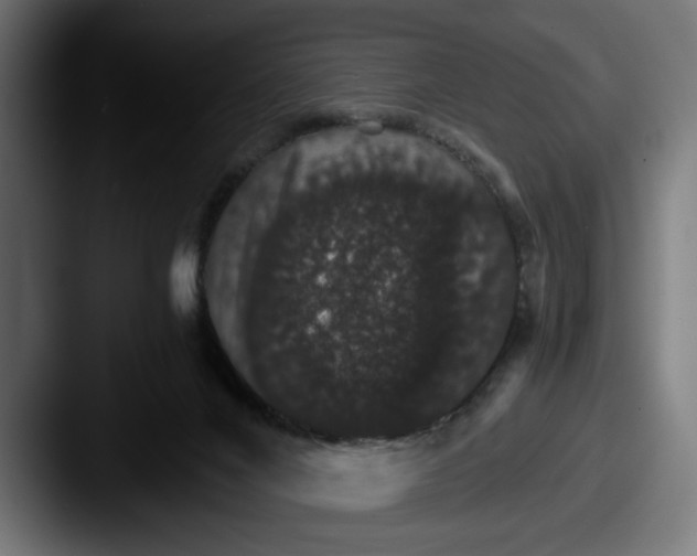 X0000087520024200705181020