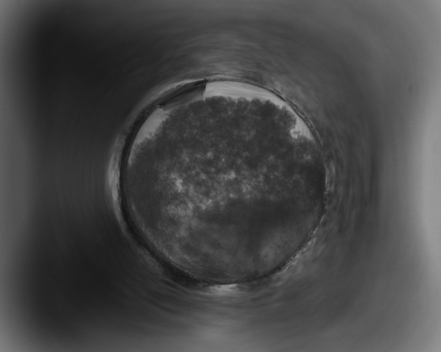 X0000087520054200705181020