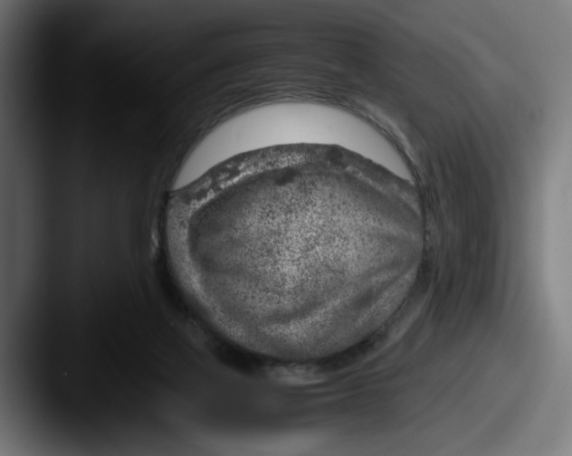 X0000087520069200705181020