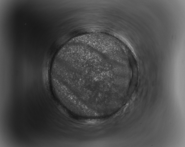 X0000087520105200705181019