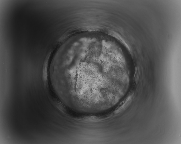 X0000087520203200705181018