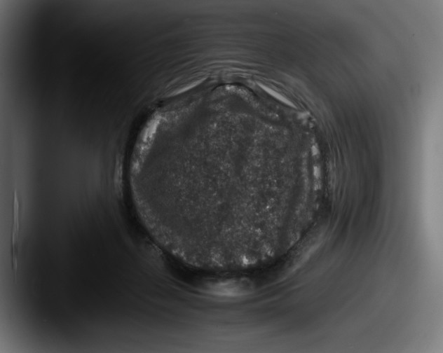 X0000087520267200705181018