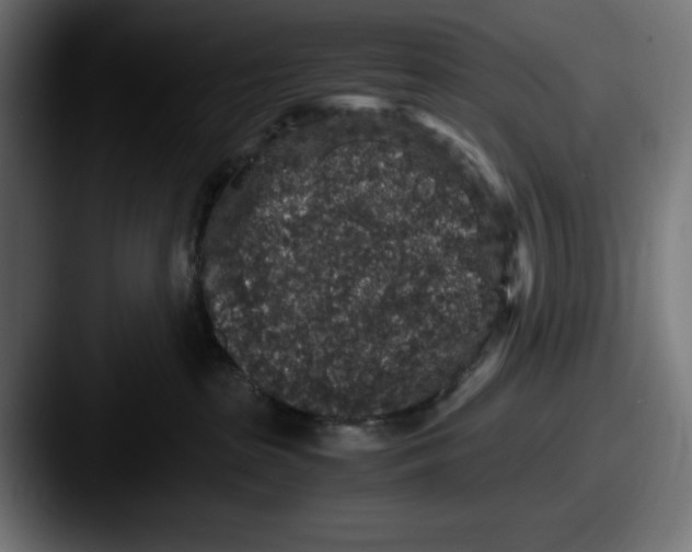 X0000087520285200705181018