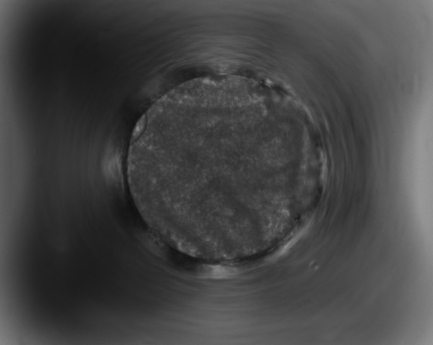 X0000087520286200705181018