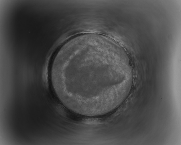 X0000087520296200705181017