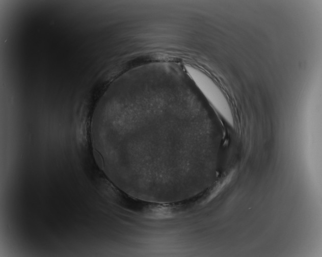 X0000087520325200705181017