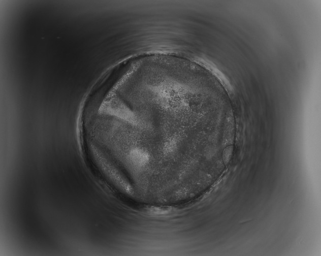 X0000087520346200705181016