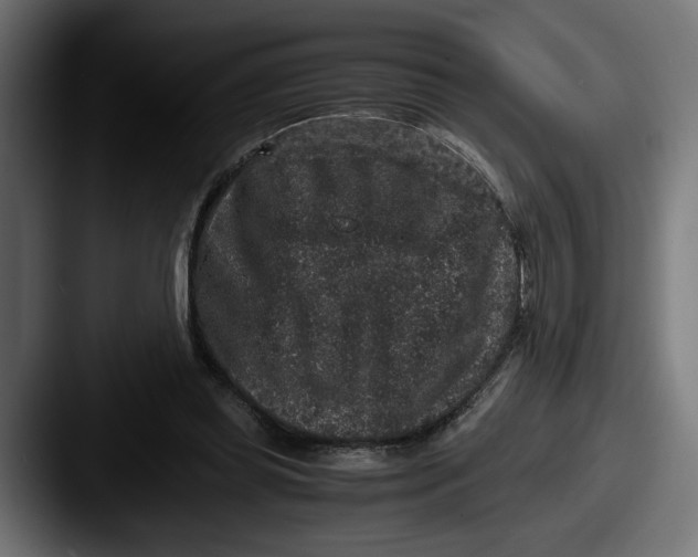 X0000087520349200705181016