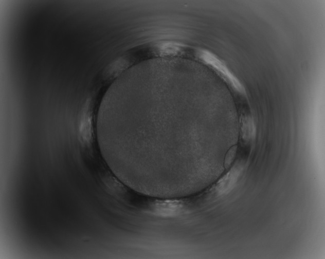 X0000087520378200705181017