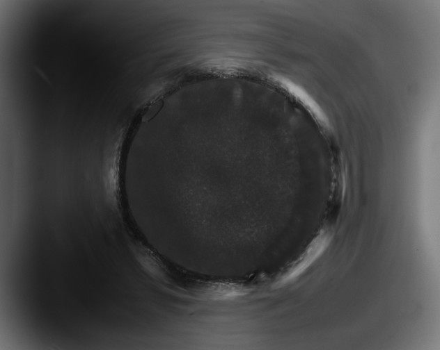 X0000087520399200705181016