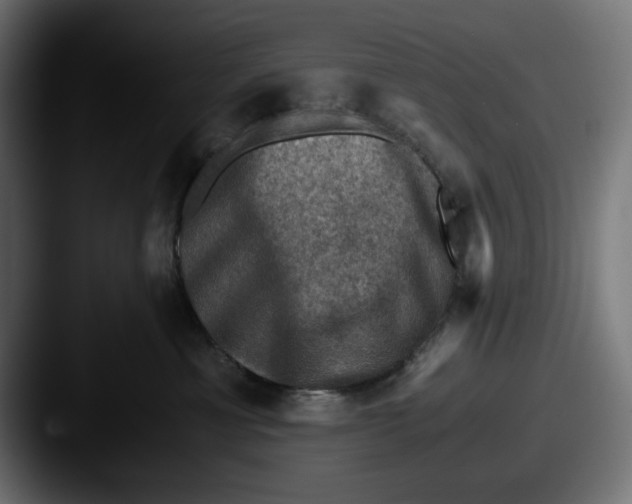 X0000087520429200705181016