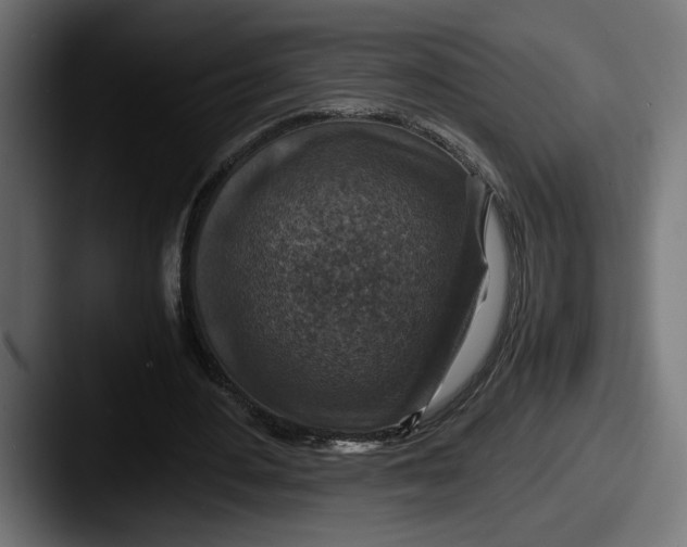 X0000087520484200705181015