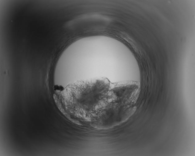 X0000087520499200705181015