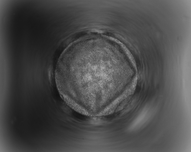 X0000087520623200705181013