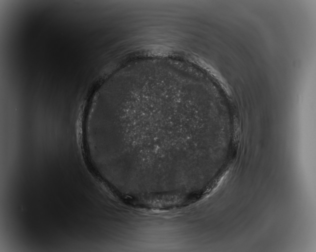 X0000087520681200705181013