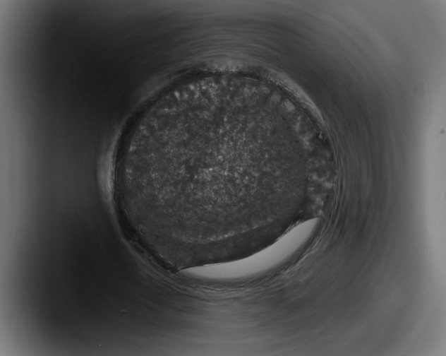 X0000087520722200705181012