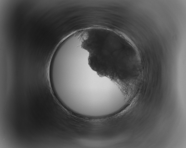 X0000087520839200705181011