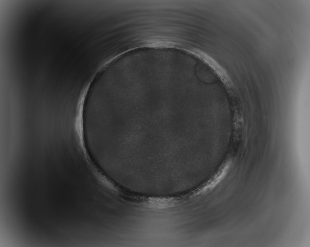 X0000087520840200705181011