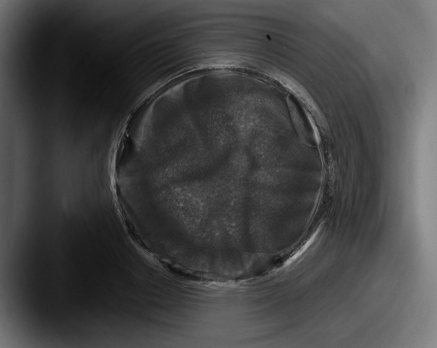 X0000087520842200705181011