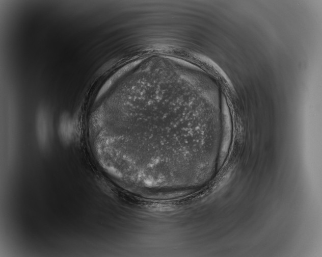 X0000087520874200705181010