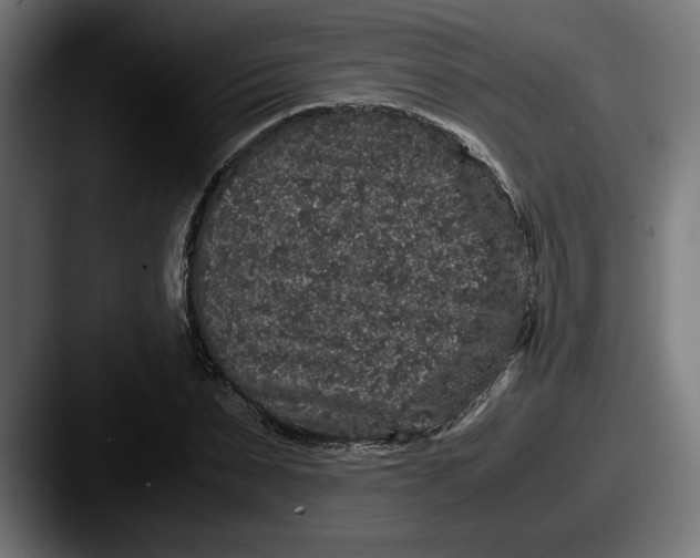 X0000087520879200705181010