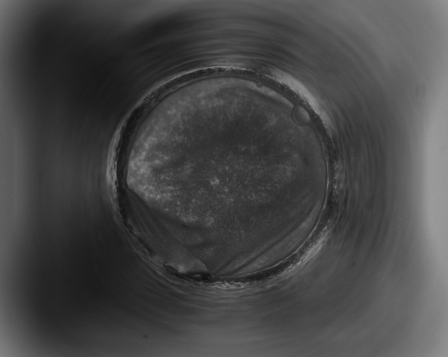 X0000087520923200705181010