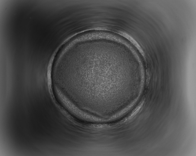 X0000087520939200705181010