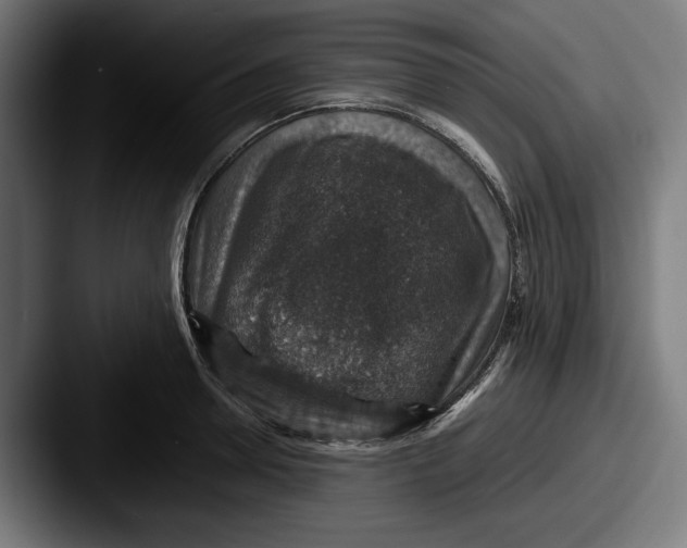 X0000087520946200705181010